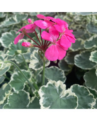Geranium Zonal panaché Mme Salleron rose