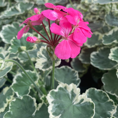 Geranium Zonal panaché Mme Salleron rose