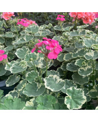 Geranium Zonal panaché Mme Salleron rose