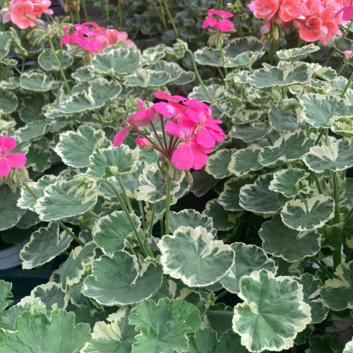 Geranium Zonal panaché Mme Salleron rose