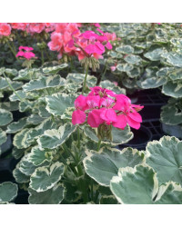 Geranium Zonal panaché Mme Salleron rose