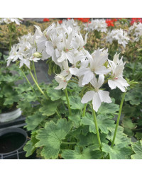 Geranium Zonal Fireworks White