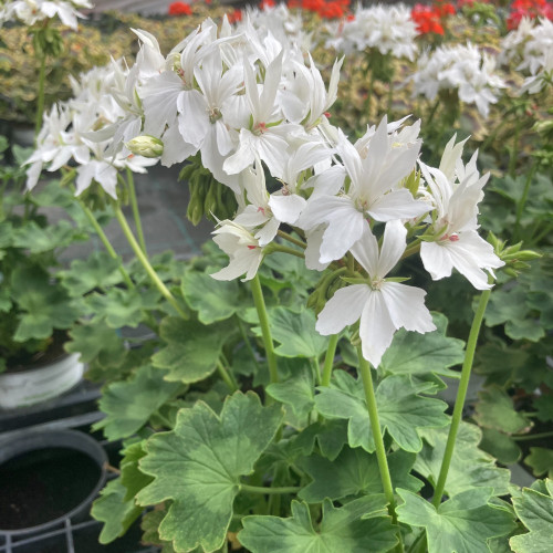 Geranium Zonal Fireworks White