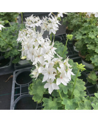Geranium Zonal Fireworks White