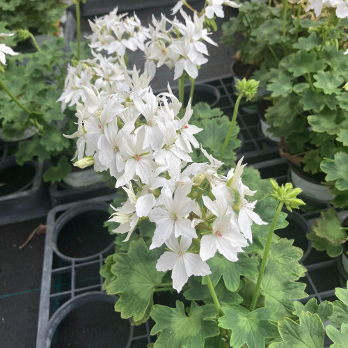 Geranium Zonal Fireworks White