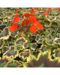 Geranium Zonal Panaché Mrs Pollock rouge