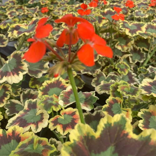 Geranium Zonal Panaché Mrs Pollock rouge