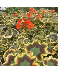 Geranium Zonal Panaché Mrs Pollock rouge