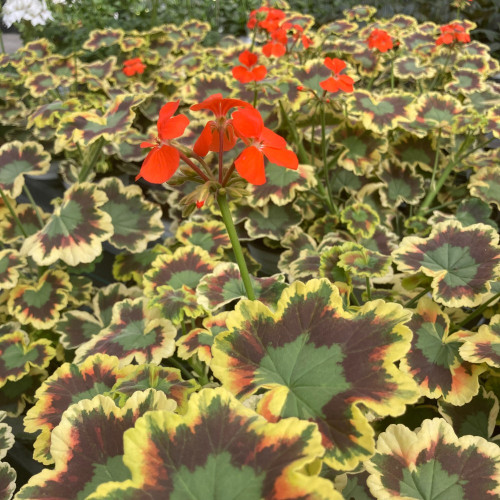 Geranium Zonal Panaché Mrs Pollock rouge