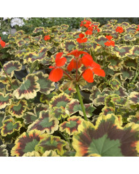 Geranium Zonal Panaché Mrs Pollock rouge