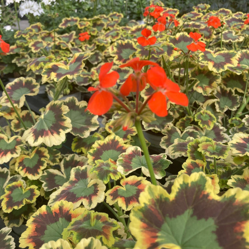 Geranium Zonal Panaché Mrs Pollock rouge