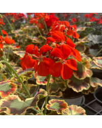 Geranium Zonal Panaché Mrs Pollock rouge