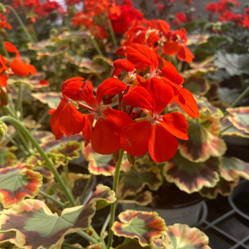 Geranium Zonal Panaché Mrs Pollock rouge