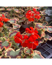 Geranium Zonal Panaché Mrs Pollock rouge