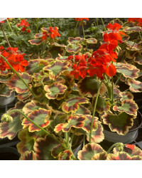 Geranium Zonal Panaché Mrs Pollock rouge