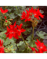 Geranium Zonal Fireworks rouge