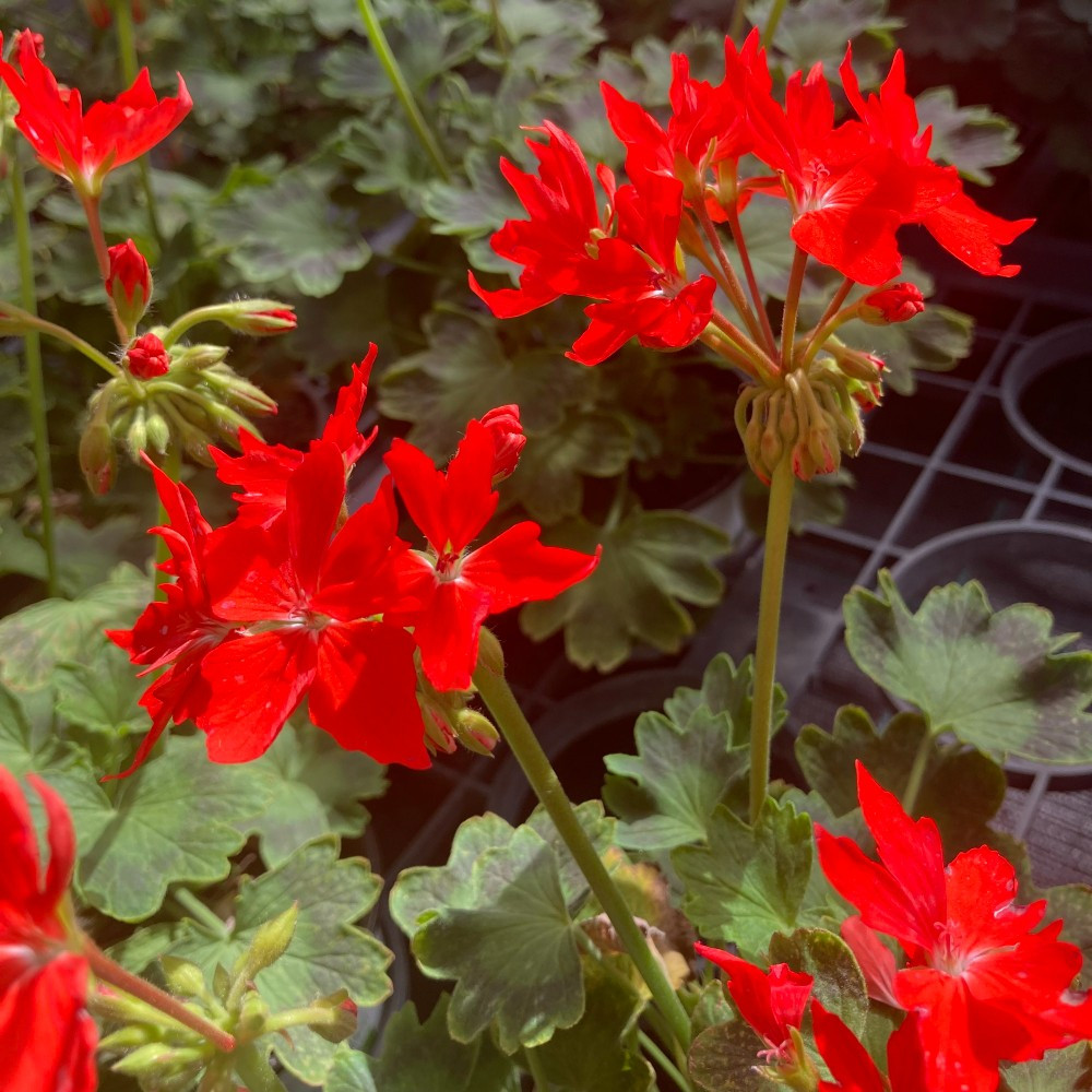 Geranium Zonal Fireworks rouge