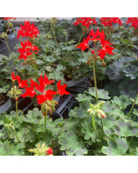 Geranium Zonal Fireworks rouge