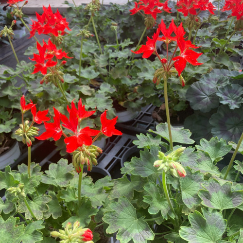 Geranium Zonal Fireworks rouge