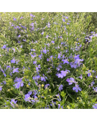 Lobelia Anabel Blue
