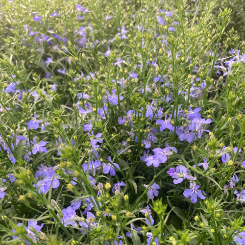 Lobelia Anabel Blue