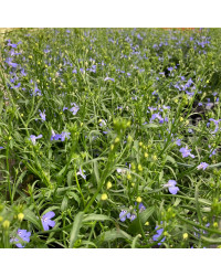 Lobelia Anabel Blue