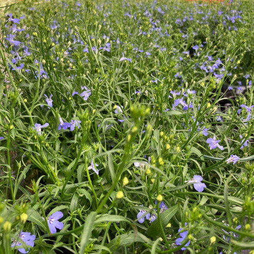 Lobelia Anabel Blue