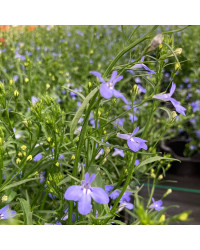 Lobelia Anabel Blue