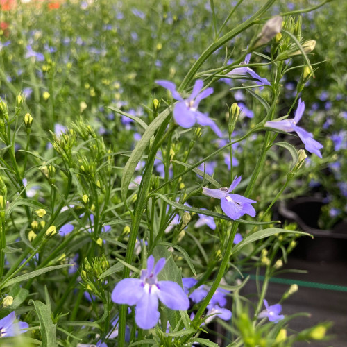 Lobelia Anabel Blue