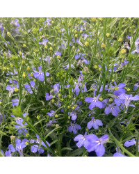 Lobelia Anabel Blue