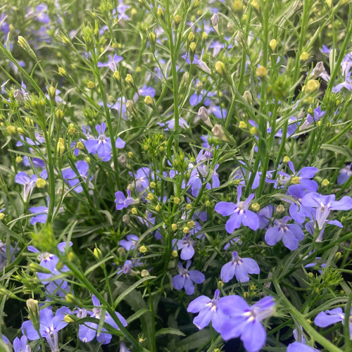 Lobelia Anabel Blue