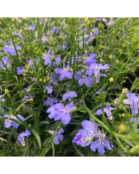 Lobelia Anabel Blue