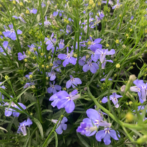 Lobelia Anabel Blue