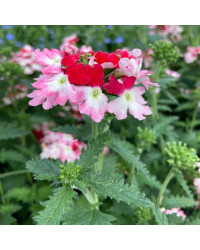 Verveine Hybrida Lanai Twister Red