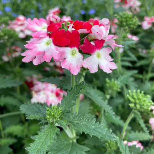 Verveine Hybrida Lanai Twister Red