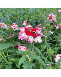 Verveine Hybrida Lanai Twister Red