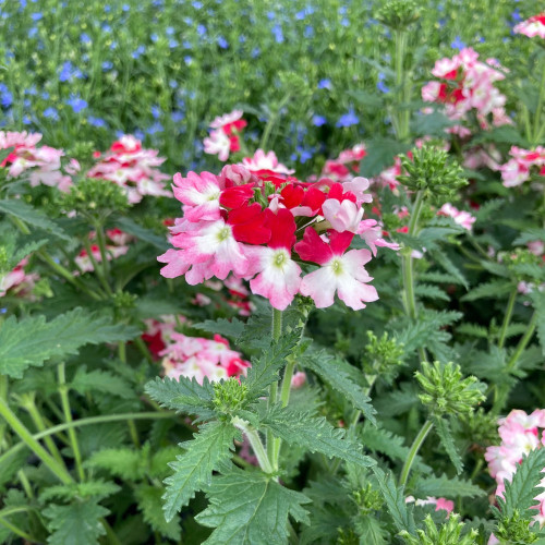 Verveine Hybrida Lanai Twister Red