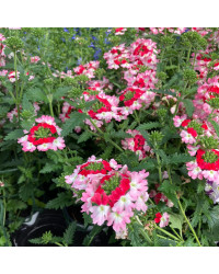 Verveine Hybrida Lanai Twister Red