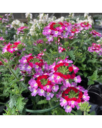 Verveine Hybrida Lanai Twister Burgundy