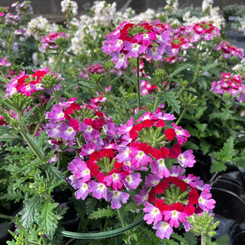 Verveine Hybrida Lanai Twister Burgundy