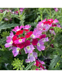 Verveine Hybrida Lanai Twister Burgundy