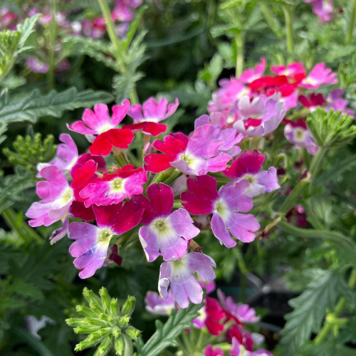 Verveine Hybrida Lanai Twister Burgundy