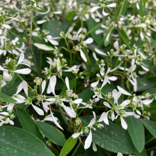 Verveine retombante Annuelle Lanai Denim - Bleu