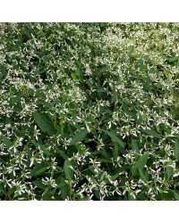 Euphorbia Hypericifolia Diwali Shower