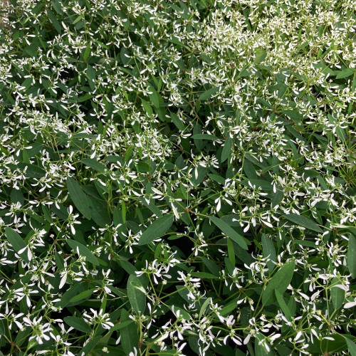 Euphorbia Hypericifolia Diwali Shower