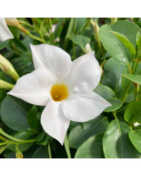 Dipladénia Sanderi Mandevilla blanc