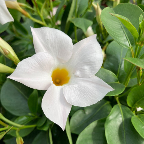 Dipladénia Sanderi Mandevilla blanc