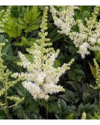 Astilbe Hybrida Arendsii White