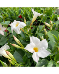 Dipladénia Sanderi Mandevilla blanc