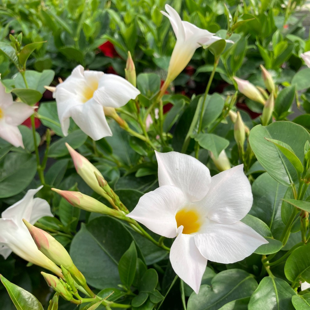 Dipladénia Sanderi Mandevilla blanc